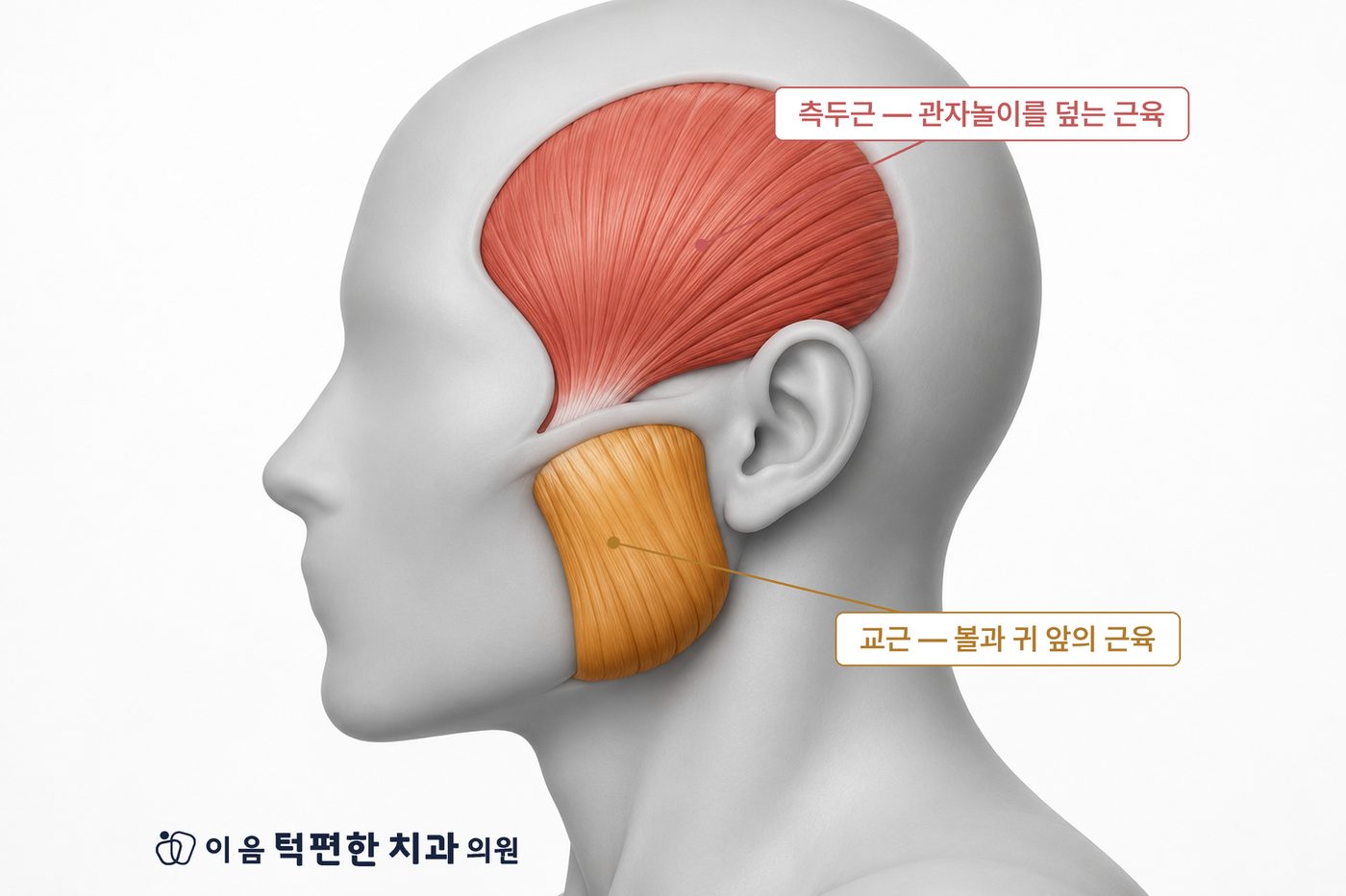 측두근과 교근의 위치 — 씹는 근육은 머리 옆면에 붙어 있다